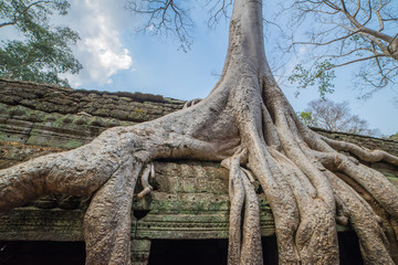 tree roots cover a historic Khmer temple in  Angkor Wat, Cambodi