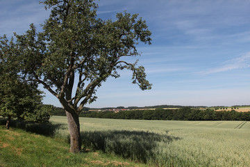 Summer Landscape