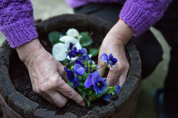 Woman planting a pansy flower