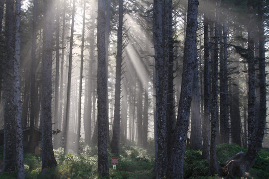 Fototapeta Sun Rays in Forest
