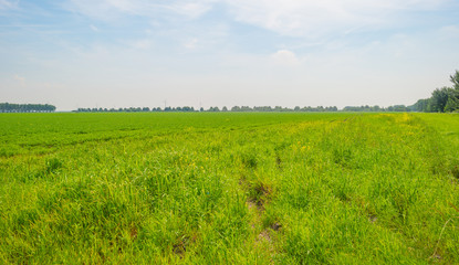 Field with vegetables in summer