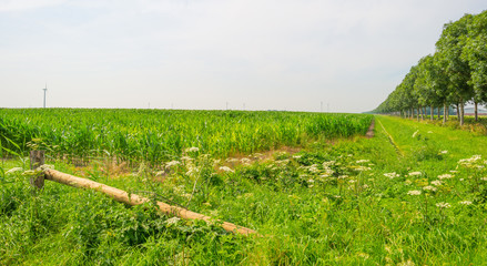 Field with corn in summer © Naj