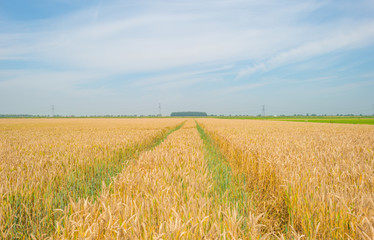 Obraz premium Field with grain in summer