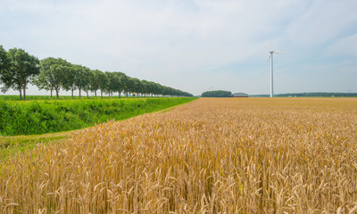 Field with grain in summer
