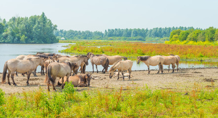 Fototapeta na wymiar Horses along the shore of a lake in summer