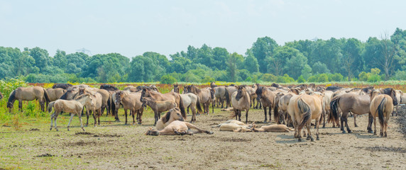 Fototapeta na wymiar Horses in wetland in summer