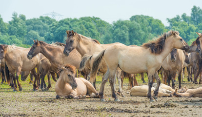 Horses in wetland in summer