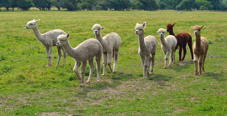 Alpacas in field walking