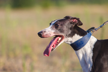 Coursing. Portrait of a whippet dog