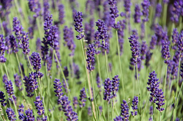 Lavender flower shot i daylight, no flash. Vibrancy and contrast boost.