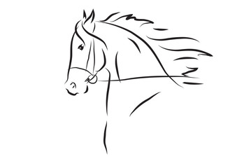 Vector illustration of horse head