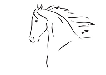 Vector illustration of horse head