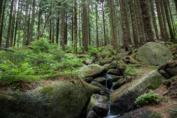 Bach Kleine Romke Mittelgebirge Fichtenwald, Harz 