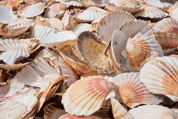 Scallop shells heap
