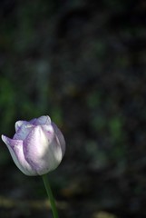 tulipano bianco screziato
