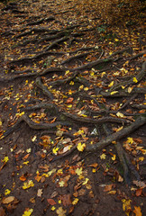 Spreading tree root system and fallen leaves on the ground. Top view