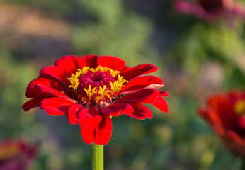 red zinnia flower and bee
