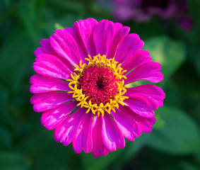 pink zinnia flower on green background