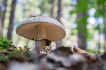 Perlpilz (Amanita rubescens)