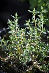 erbe aromatiche