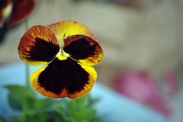 viola giallo e rossa