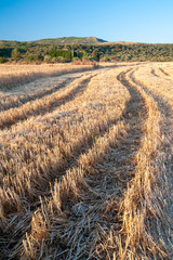 Tracks of a combine machine on a field of wheat