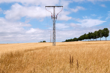 Strommasten im Weizenfeld unter blauen Himmel im Sommer