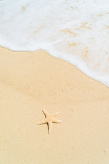 Starfish at the beach