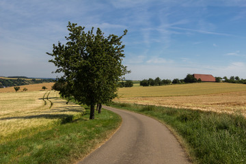 Fototapeta premium Summer Landscape / Harvest