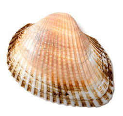 Fototapeta premium Seashell on white background