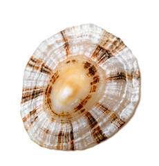 Shell of true limpet