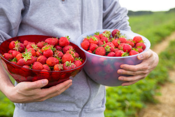 Mann h&auml;lt eine Sch&uuml;ssel mit frisch gepfl&uuml;ckten Erdbeeren in der Hand