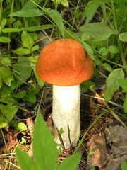Edible mushroom in the forest.