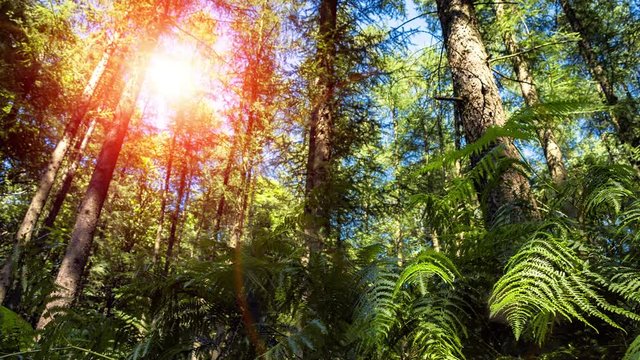 Summer forest. Slider shot. 4k, Ultra High Definition, Ultra HD, UHD, 2160P, 3840 x 2160