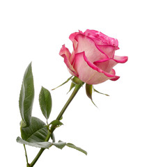 Fototapeta premium Pink rose flower