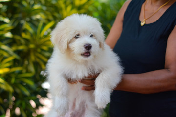 An Adorable Tibetan Terrier Puppy. Tibetan Terrier Dogs Have An Instinctive Love Of Water And Are Easy To Train To Basic Or Advanced Obedience Standards