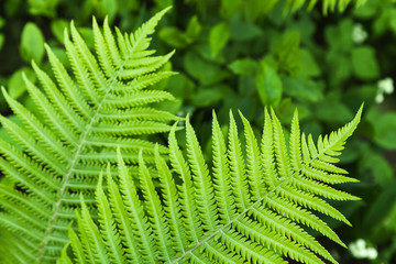 Natural pattern of fresh green fern