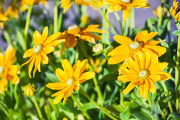 Rudbeckia nitida, bright yellow flowers