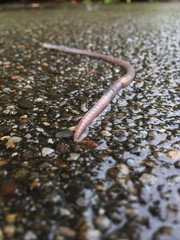 Earthworm on wet street