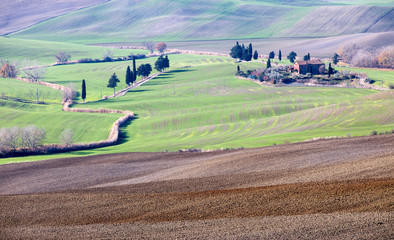 Obraz premium Plough field with earth Furrows, Bushes in lines and Cypress