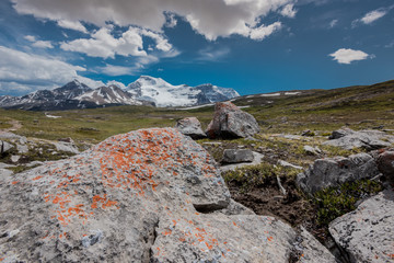 Orange Lichen Grow Upon Rocks on Wilcox Pass