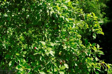 Obraz premium Apfelbaum