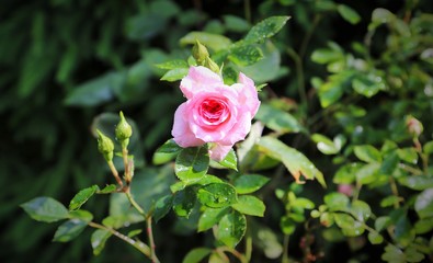 Sommerblumen Rose