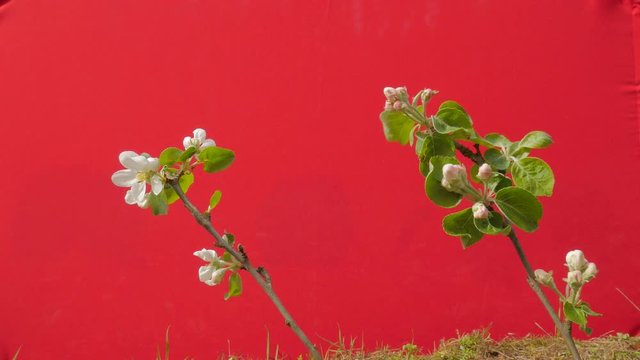 Two Apple Branches White Flowers Plant Young Tree Grows Among Green Grass Thin Green Young Branch on Red Screen Fluttering at the Wind Sunny Spring Day