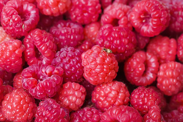colorful background of raspberry and little bug