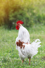 white cock crows on green grass in the morning in the village