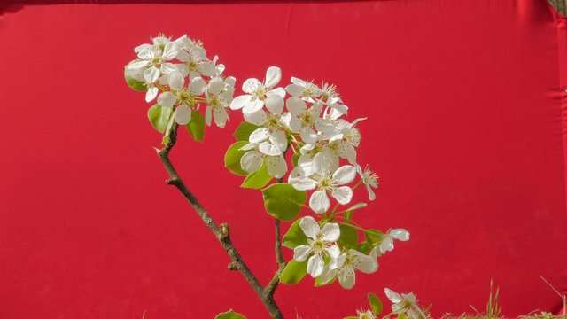 Apple Branch Inflorescence White Flowers Plant Young Tree Grows Among Green Grass Thin Green Young Branch on Red Screen Fluttering at the Wind Sunny Spring
