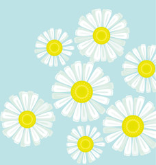 Fototapeta premium daisy bouquet on blue color background vector illustration. deco