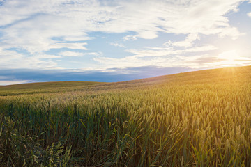 Wheat field against sun light