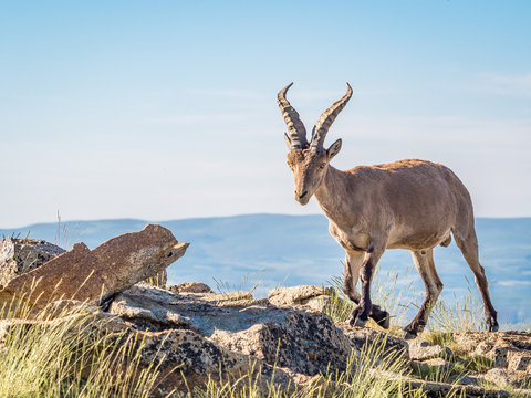 Alpine ibex‬ (Capra pyrenaica) on the summit against blue sky